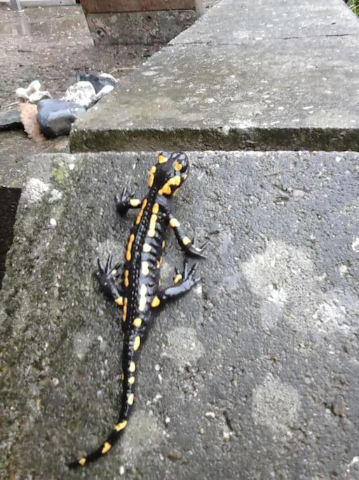 Ferienwohnung Salamander เพียร์นา ภายนอก รูปภาพ